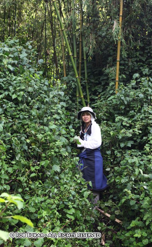 Nadia Trekking Through the Jungle