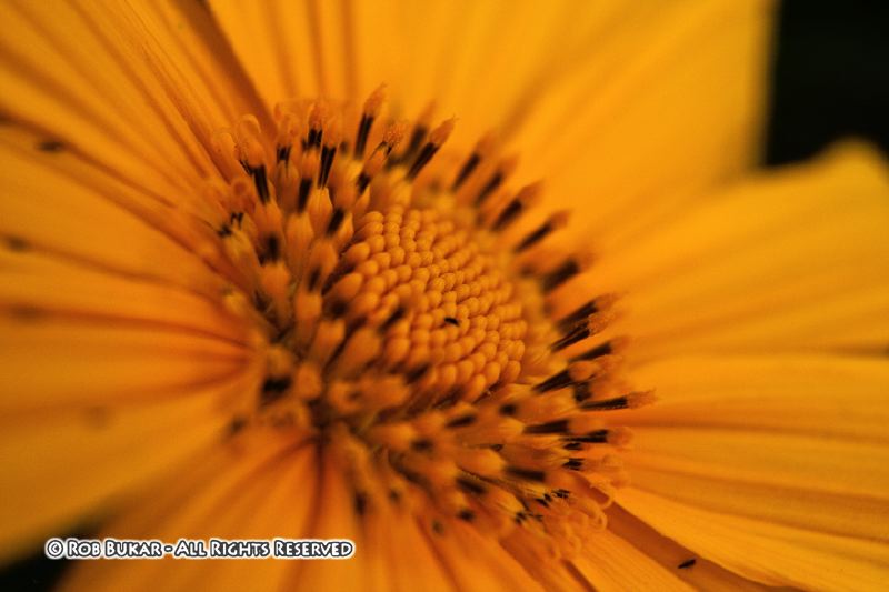 Yellow Flower