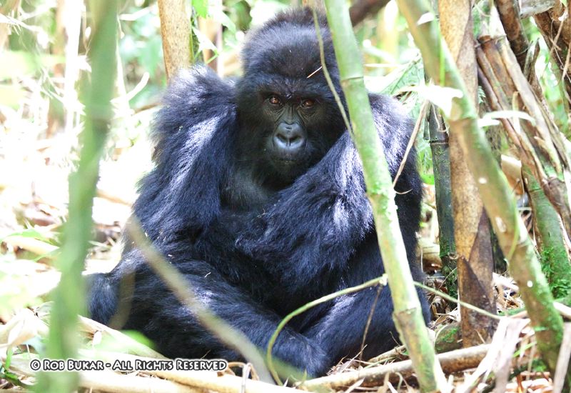Adolescent Male Gorilla