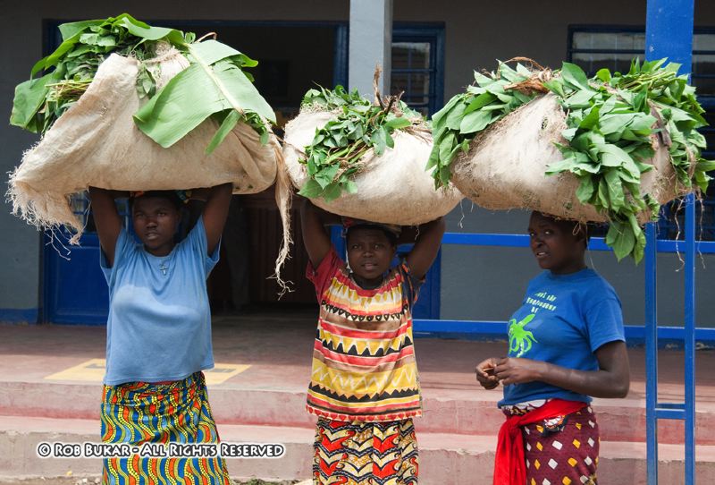 Carrying Leaves