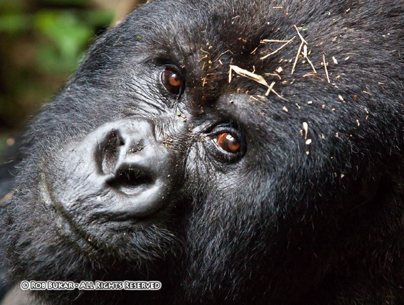Gorilla Close Up