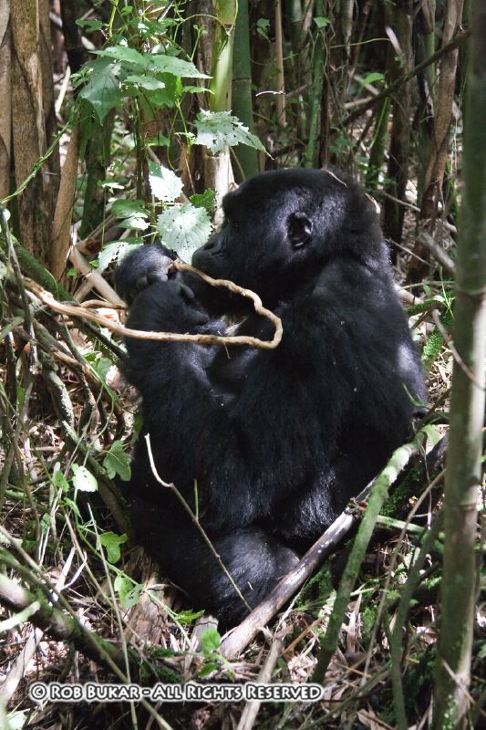 Gorilla Eating
