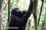 Climbing The Bamboo