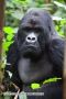 Guhonda Largest Mountain Silverback