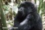 Gorilla Snacking