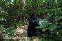 Silverback with Troop