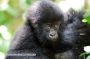 Baby Gorilla