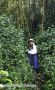 Nadia Trekking Through the Jungle