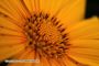 Yellow Flower