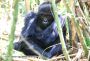 Adolescent Male Gorilla