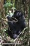 Gorilla Eating