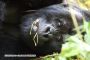 Silverback Eating and Resting