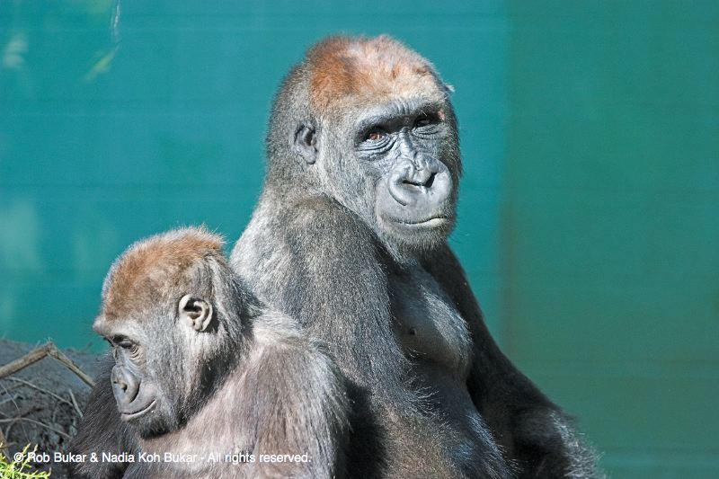 Young Gorillas