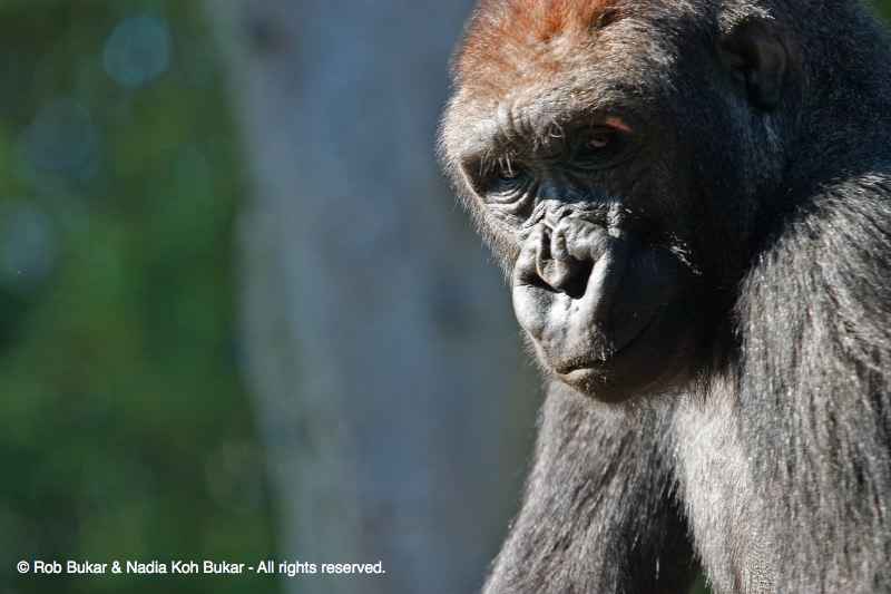 Gorilla