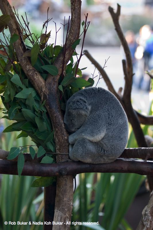 Koala Bear
