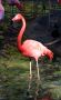 Pink Flamingo