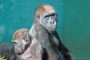Young Gorillas