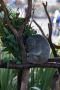 Koala Bear