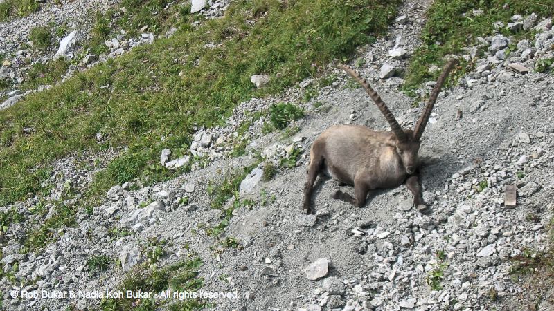 Mountain Goat, Mount Pilatus, Luzern