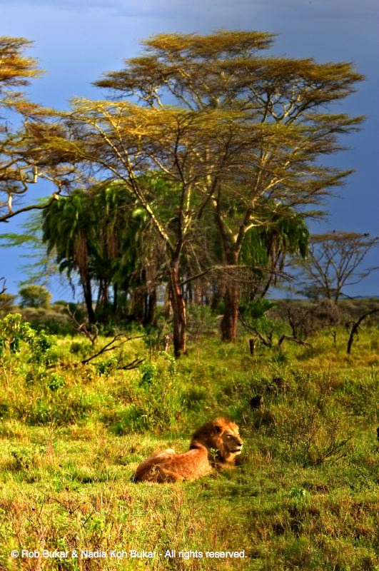 Relaxing Lion