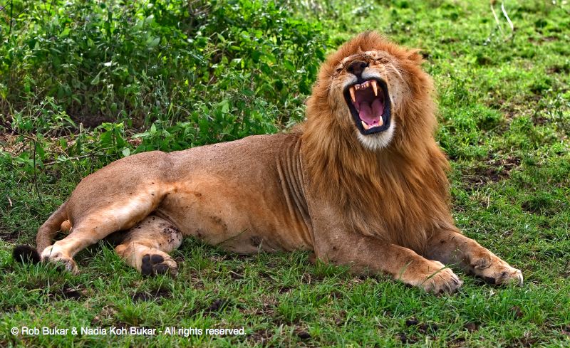 Yawn or Intimidation?
