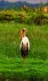 Yellow Billed Stork