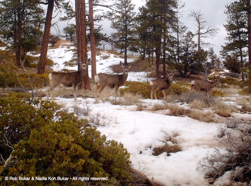 Deer, Bryce Canyon