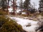 Deer, Bryce Canyon