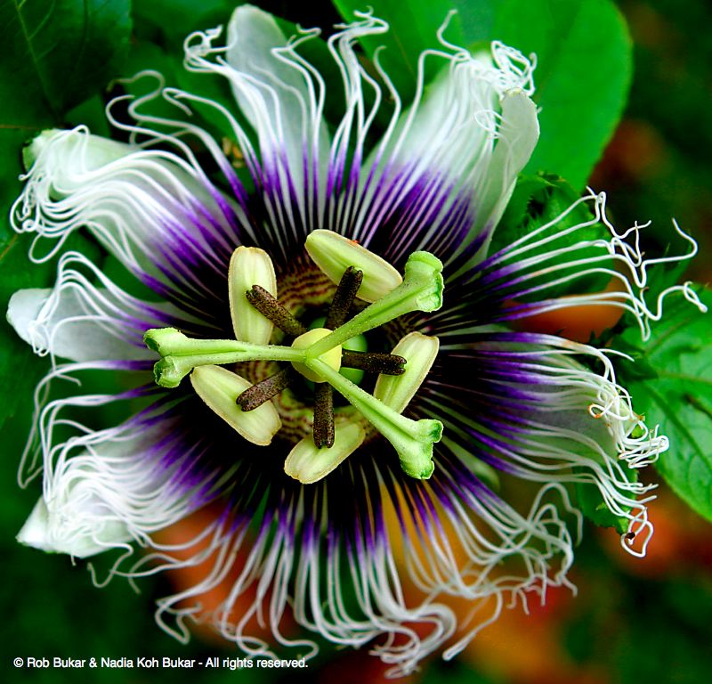 Passion Fruit Flower, Passionfruit Flower, Passionflower, Costa Rica