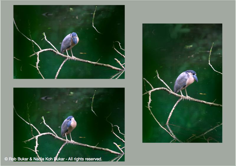 Heron Montage