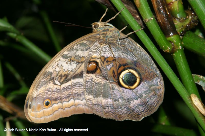 Blue Butterfly with Wings Closed