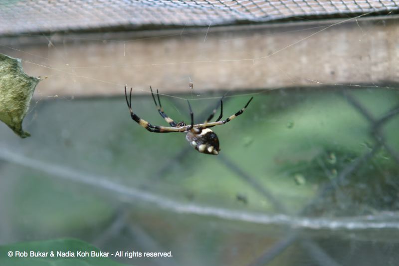 Caged Poisonous Spider