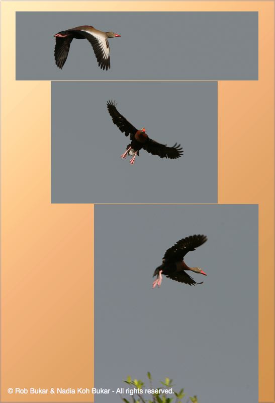 Bird Landing Montage