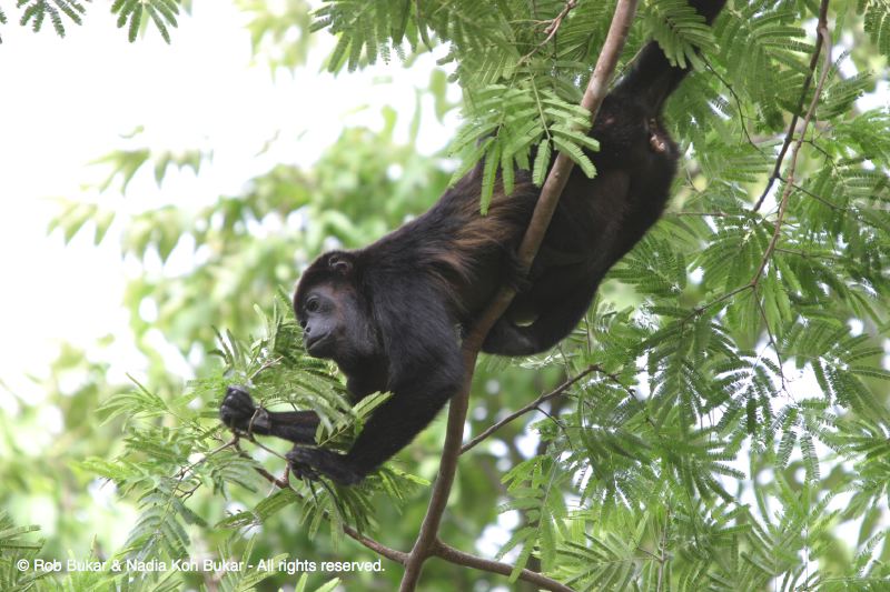 Howler Monkey