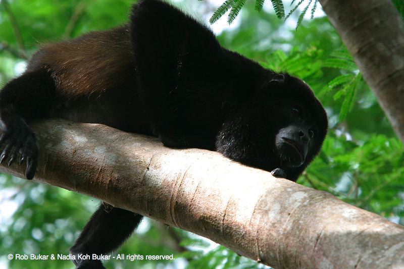 Alpha Male Howler Monkey