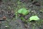 Leaf Cutting Ants
