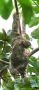 Sloth, Costa Rica