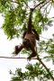 Howler Monkey, Costa Rica